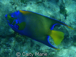 This is an angel fish, taken off the Florida Keys in abou... by Caity Marie 